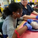 Pig Heart Dissection